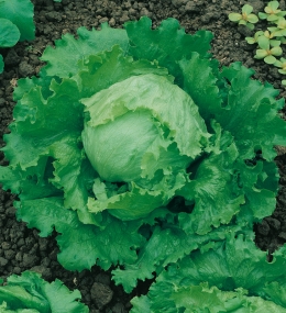 LATTUGA A CAPPUCCIO DI NAPOLI NR.2000 SEMI